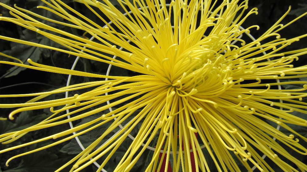 11月3日は文化の日ですが私の幼い頃の11月3日は宮内町の菊祭りです 当日は仮装行列がありそれはそれは賑やかだったことを思い出します 長井線も超満員でやっとディーゼルカーに乗って菊祭りを見にでかけたのも遠い昔になりました 熊野神社に飾ってあるキクを眺め幼い頃を思い出しました 秋はやっぱりキクの花で私にとって文化の日はキクの花なのです