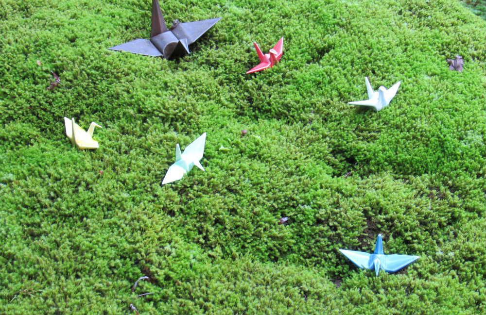 今朝も一面の霧に覆われとても寒い朝を迎えました きっと紅葉も進んで鮮やかな赤や黄色の木々が眺められると期待して訪れた昨日の珍蔵寺ですがまだ紅葉には早く 地面はまだ一面のコケで緑色に染まりふかふかした絨毯のようです そんなコケの上に小さな折り鶴がいくつも置いてありました コケが鮮やかな緑だけに一段と折り鶴が素敵に見えました 鮮やかな紅葉までもう少しかかりそうです