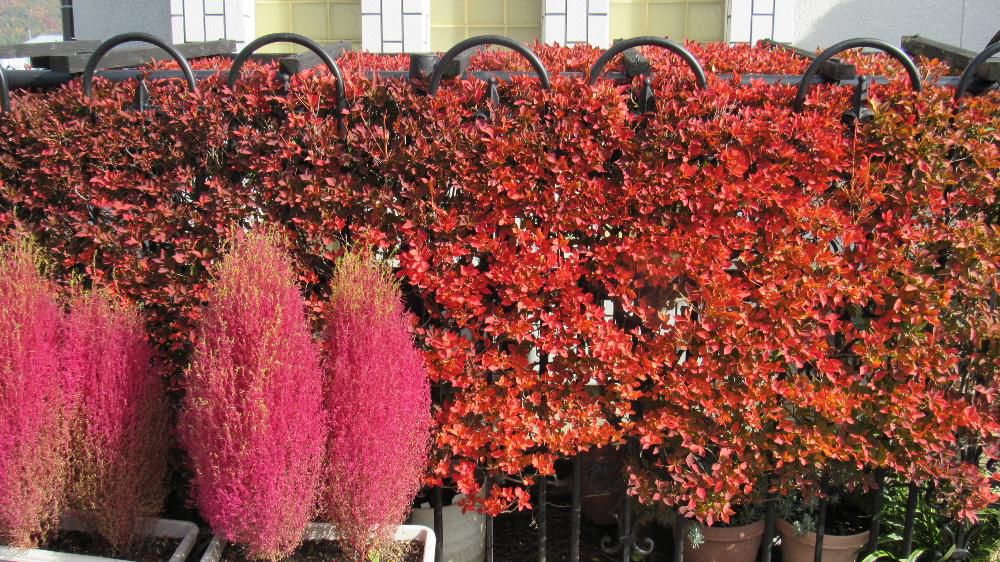 深い霧が一面に風景を薄墨のように覆っています 昼近くになると霧も晴れようやく周りの秋の風景になります 玄関前の「ドウタン」と「コキア」がようやく色づいてきました でも夕焼けにはまだかなわないかなあ 真っ赤になるまでもう少しです