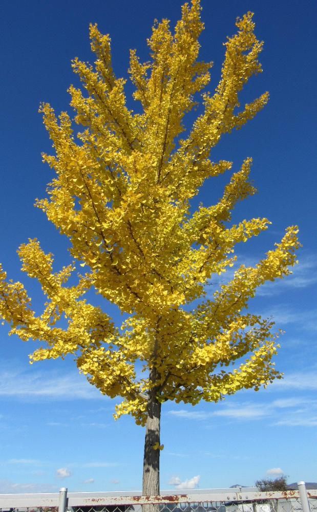 イチョウの葉が秋のやわらかな陽ざしをあびて黄色に輝いてすくっと立っています 青い空にはぴったりの木で 空には絵筆でなぞった様に薄い雲が浮かんでいます 地区内のそちこちで見つけ撮りました 日増しに周りの山が色づき秋がどんどんと深まってきます