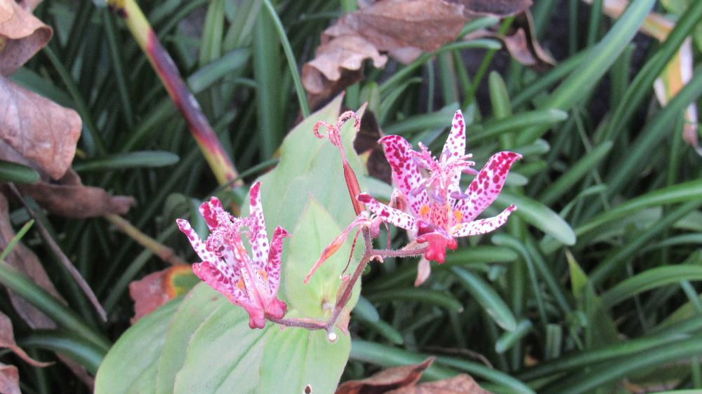 枯れかかった散歩の途中の庭で見つけた変わった花を調べてみると「ホトトギス」という名前がヒットしました 変わった形の花でまだら模様のようでこれまであまり見たこともない花です 「ホトトギス」と聞くと鳥の名前だったり「ホトトギス社」が発行する俳句の本を思い出します この名前の由来は花びらの模様が同じ名前の鳥の「ほととぎす(杜鵑)」の胸から腹にかけての模様ににていることから付いたと言われています が「ほととぎす」という鳥もあまり見たことがないので本当に鳥の「ほととぎす」が名前の由来でしょうか あまり大きくはなくかわいい花です