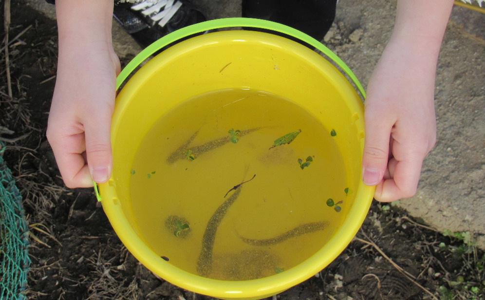 春をさがしに白竜湖にいきました もちろんまだまだ春は遠いと感じましたが 水路で魚つりをしている親子に出会いしました 小学生の女の子とお父さんでしたので写真を撮らせてもらいました 小3とのことでしたが間もなく一緒に釣りをしてもらえなくなるだろうと語っていましたがお父さんはとても幸せそうでした 釣れる魚は「オイカワ」で10センチほどの大きさの魚を見せてもらいました こんな風景も春を告げる一コマでしょうか