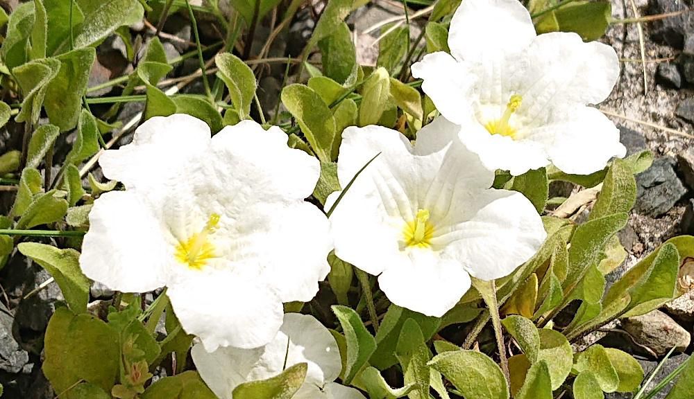 じゃりの石の上に真っ白な「ギンパイソウ」が花盛り か細い茎に先に紙細工のような花を咲かせています 地面から数センチで地面を覆うように咲いておりグランドカバーの役割にもなります 雨や風に弱いのですぐ萎えてさいます 「ギンパイソウ(銀杯草)」と呼ばれていますが「サカズキバナ(杯花)」とも呼ばれ真っ白な杯のような花です