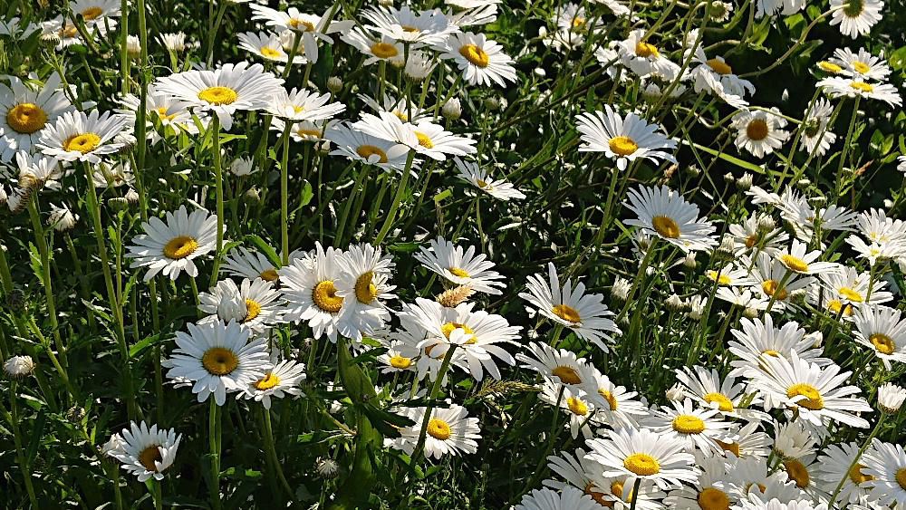 国道そばの斜面に白い花が一斉に咲き始めました 田んぼの田植えとともに毎年のように咲き散歩中の人を楽しませてくれています 似たような花があり「ヒナギク」「マーガレット」「フランスギク」など区別がつきません 散歩で見つけたこの花は葉の様子や茎の高さなどから「フランスギク」でしょうか 国道沿いの初夏を彩る真っ白な花が好きです