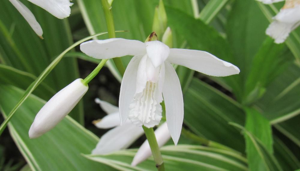 白い「シラン」が庭の花壇の縁を彩っています「シラン」と言葉にすると花に似ずしっくりきませんが漢字で「紫蘭」と書くと欄のの仲間の花と納得です 知人から数株いただき植えていますが暑さ寒さに強く秋には枯れてしまいますが宿根草で翌春には芽を出し初夏に花を咲かせますので寒冷地の当地方にはもってこいの植物でしょうか