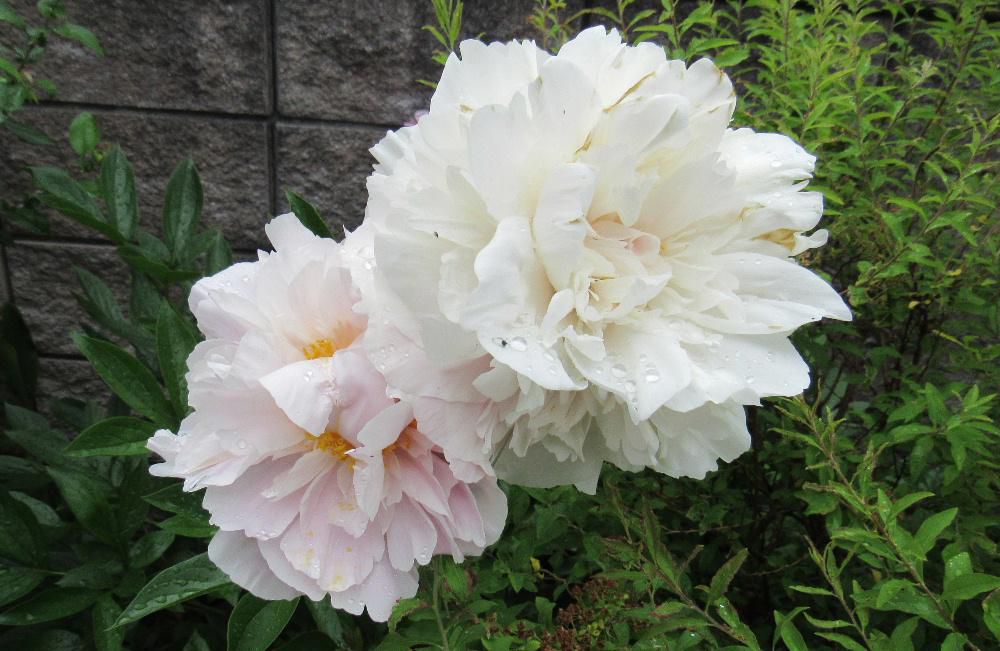 最後の2輪「シャクヤク」も間もなく終わりです 庭のすみに追いやられたように植えている「シャクヤク」です 隣から株分けしてもらったものですが今年も白と赤の2色の花を楽しみました ボタンとシャクヤクあとはユリの花がまもなく咲こうとしています「立てばシャクヤク座ればボタン歩く姿はユリの花」と初夏を彩る花です