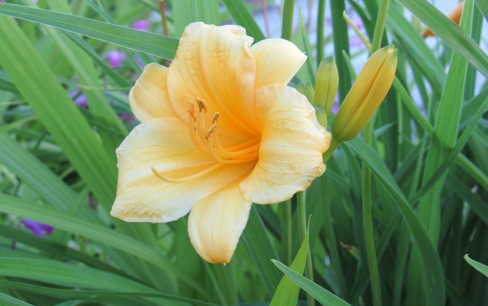 ユリに似たようなオレンジ色の花を見つけました 調べてみるみると「ヘメロカリス」と舌を噛みそうな聞いたことのない名前の植物でした 別名「day lily(デイリリー)」と呼ばれ一日でしぼんでしまうのだそうです 一本の茎から20~30個のつぼみをつけ 咲く時期もずれるので長く楽しめるそうです 霧ヶ峰や尾瀬に咲くニッコウキスゲや山里に咲くノカンゾウ ヤブカンゾウ 夕暮れにほのかな香りを漂わすユウスゲなどの野生種がその仲間として知られています 梅雨時の曇り空にこの花はうっとしい気分を吹き飛ばしてくれそうな花です