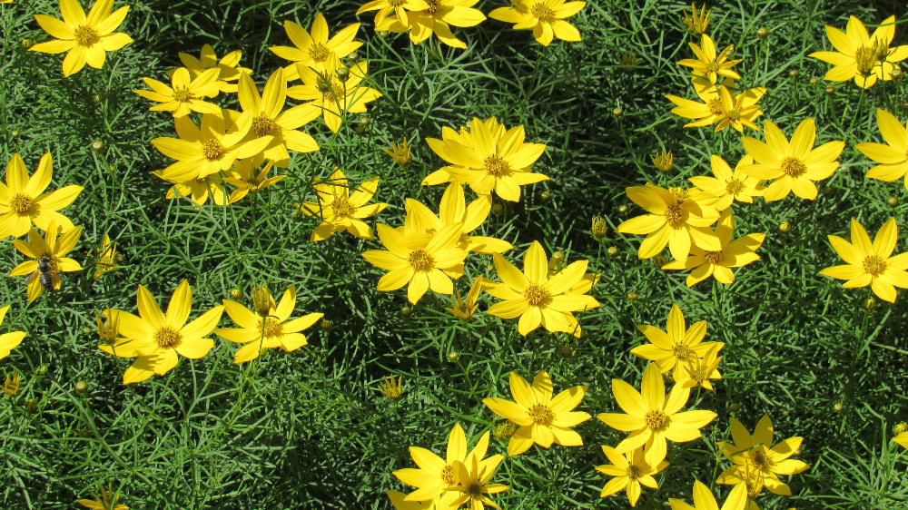 コスモスのような黄色の花が満開にさいています 葉もコスモスのように糸状の細い葉で初夏のコスモスのようです「イトバハルシャギク」で丈夫な植物であまり日当たりのよくない庭に咲いています 宿根草で花が終わると刈り込みますが来年またきれいに花を咲かせてくれる手のかからない花です 梅雨時に庭を彩る貴重な花です
