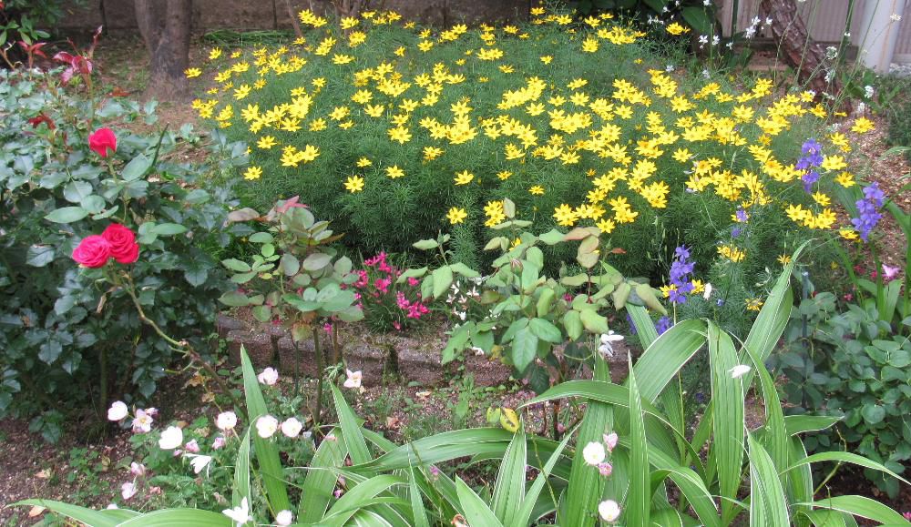 庭の角の一坪ほどのところに赤や黄色 ピンク 紫 白など10種類の花が咲いています まさに花の競演です 咲いている花は「バラ」「ヒルザキツキミソウ」「カモミール」「オルレア」「ハクチョウソウ」「アッツザクラ」「シラン」「ヤマブキ」「チドリソウ」「イトバハルシャギク」と所狭しと咲いています 終わりかけている花もありますが昨日は朝の光を浴びて花々が輝いていました 梅雨を前に気温もあまり高くない今の時期こそ花を楽しめる時です 猫の額ほどの狭い庭ですが我が家の心を癒してくれる場所です
