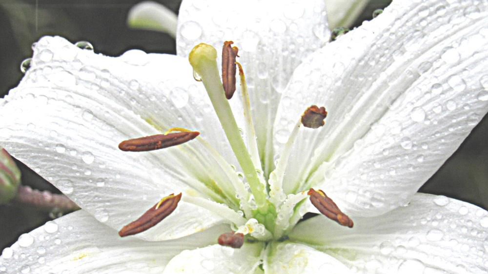 梅雨時の花といえば「ユリ」でしょうか 我が家の鉢植えの「ユリ」が咲いています 肥料が足りないせいか花も草丈小さく貧弱です それに比べ先日の写真展で見事に咲いたに「山ユリ」がまさに生きているかのように撮られていました ボタニカルアートの絵のような写真です 雨空の下で清楚にさくユリの花にも思い出があります 初めての孫が保育園のゆり組だったのです そんな孫もすっかり大きくなりもう相手にしてもらえなくなりました でもゆりの花の思い出はかわりません