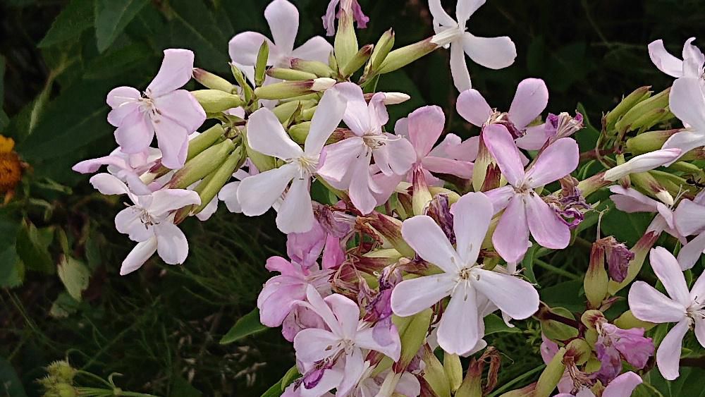 白やピンクの5枚の花びらを持つ「サボンソウ」でしょうか 花には香りがあり丈夫で繁殖力も旺盛でどんどん増えていく植物だそうです サボンソウは、ヨーロッパ原産のナデシコ科サボンソウ属の多年草で 葉や根に含まれるサポニンが泡立つためかつて石けん代わりに用いられていた植物で ヨーロッパでは現在の石鹸ができるまで煮出しした液体を天然の石鹸として使っていたとか 石鹸のことをシャボンと呼んでおり「シャボンソウ」ともいわれているようです