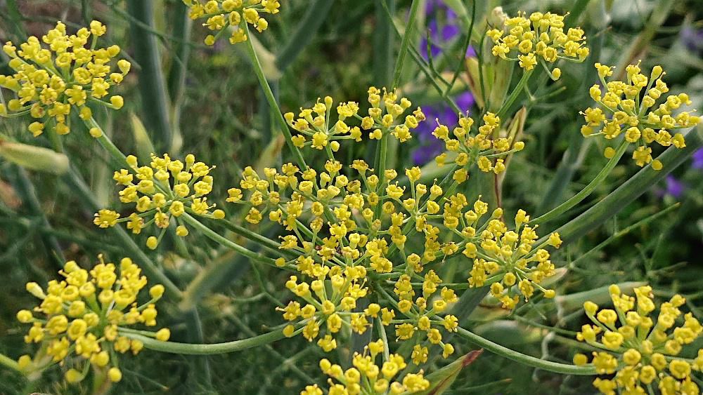 散歩中に見つけた明るい緑色の細い葉と黄色の小さな花を咲かせている「ウイキョウ(茴香)」は英語名で「フェンネル」とも呼ばれ香辛料や薬用として用いられている植物のようです 葉が煮込みや魚の香草焼きに 種はパン生地 肥大化した株元はサラダやスープにと多様に食べられる植物と紹介されています 甘みのある香りと樟脳のような風味もあるのだそうです そんな植物であることも知らず ただ写真におさめてきただけですが本当に「ウイキョウ」という植物でしょうか