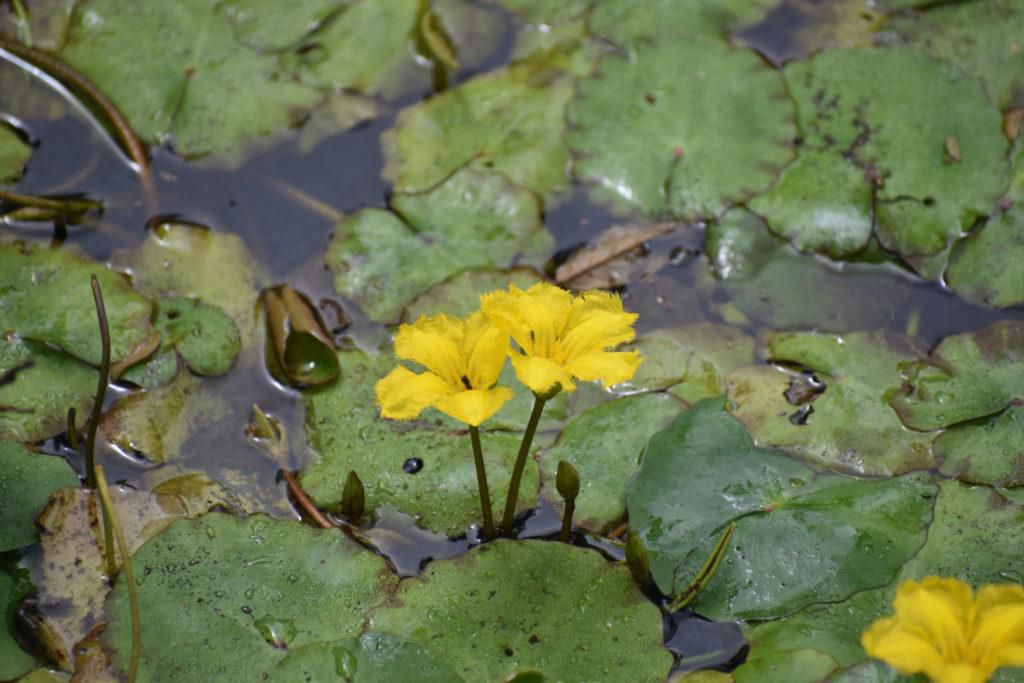 今日から本格的に暑い日がつづくようです とある池に黄色の花をつけた水草の「アサザ」が咲いていました 水底を横に根を張り広がり夏から秋にかけて黄色の花を咲かせるのだそうです 生長の盛んな今頃は濃い緑色ですが秋になると紅葉したように色あせてしまいます 若葉は食用にできるということですが虫の幼虫が葉を食べるので葉が穴だらけになるそうで食べるには勇気がいるようです
