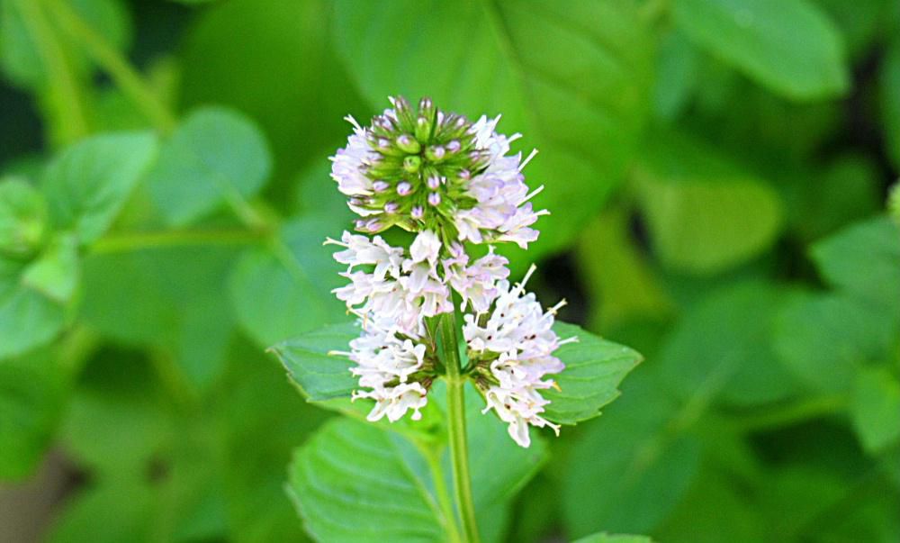 決して派手な花ではなく白い小さな花が集まった「オーディコロンミント」がプランターで咲いています 葉をとって軽くもんでみると爽やかな柑橘系の香りがし 暑さに辟易している毎日ですが爽やかな香りは一服の清涼剤のような気持ちにさせてくれる何ともいえない植物で香水の「オーディコロン」そのものです