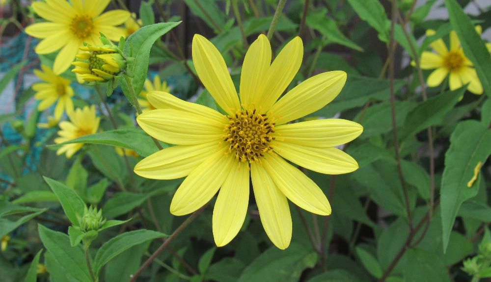 夏のひまわりは一年草で秋になると枯れてしまい夏の終わりを告げる花ですが 向かいの家の庭に黄色の花が一面にさいています コスモスのような花ですが聞いてみると「宿根ヒマワリ レモンクイーン」という草花で毎年咲かせてくれる花だそうです 普通のヒマワリよりは小さくたくさん花をさせています 極端に乾燥しない土でない限りは自然に任せても大丈夫でやせ地でもよく育つそうです 育ててみたい花ですね