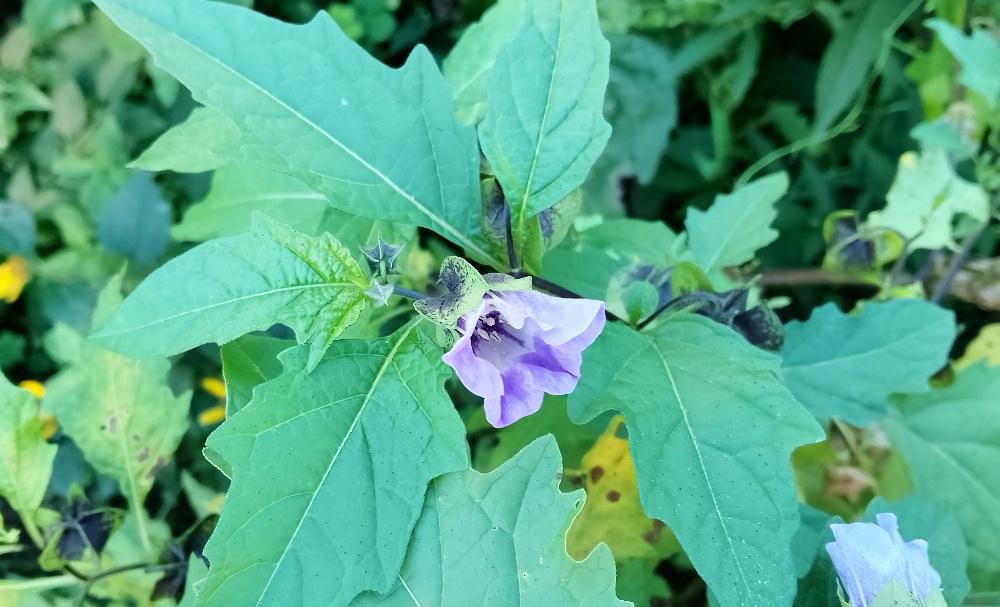 薄紫色の鐘状の花がさいていました 初めて見る花で「クロホオズキ」ではないかとネットでヒットしました 実が濃いめの青紫の顎片で包まれている様子からホオズキの名称がついているようですが、ホオズキ属ではないそうです 翌年も種がこぼれて生えてくる強健な草花で野生化には注意が必要だとか