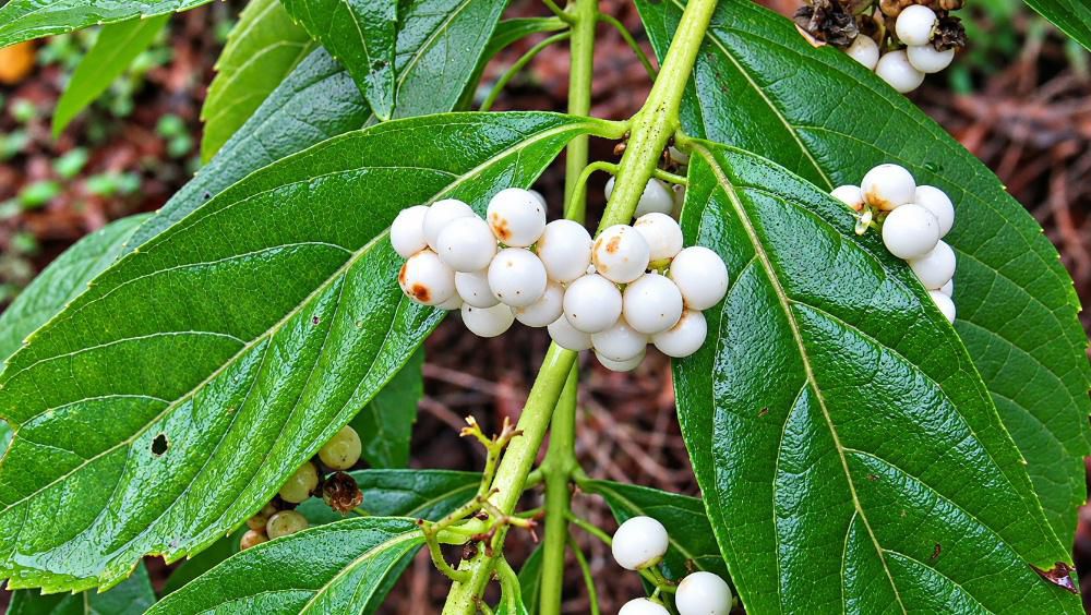 小雨の降る中烏帽子山八幡宮の境内で「シロミノコムラサキ」を見つけました ムラサキシキブをシロシキブと呼ぶそうです 真っ白な小さな実が雨に打たれ輝いています 我が家の庭では鮮やかな紫色の「コムラサキ」がびっしりと実をつけています どちらも数ミリの小さな白い花を咲かせますが秋の実もきれいで秋を伝える「コムラサキ」です 繁殖力が旺盛でどんどんと枝を広げ楽しませてもらっています