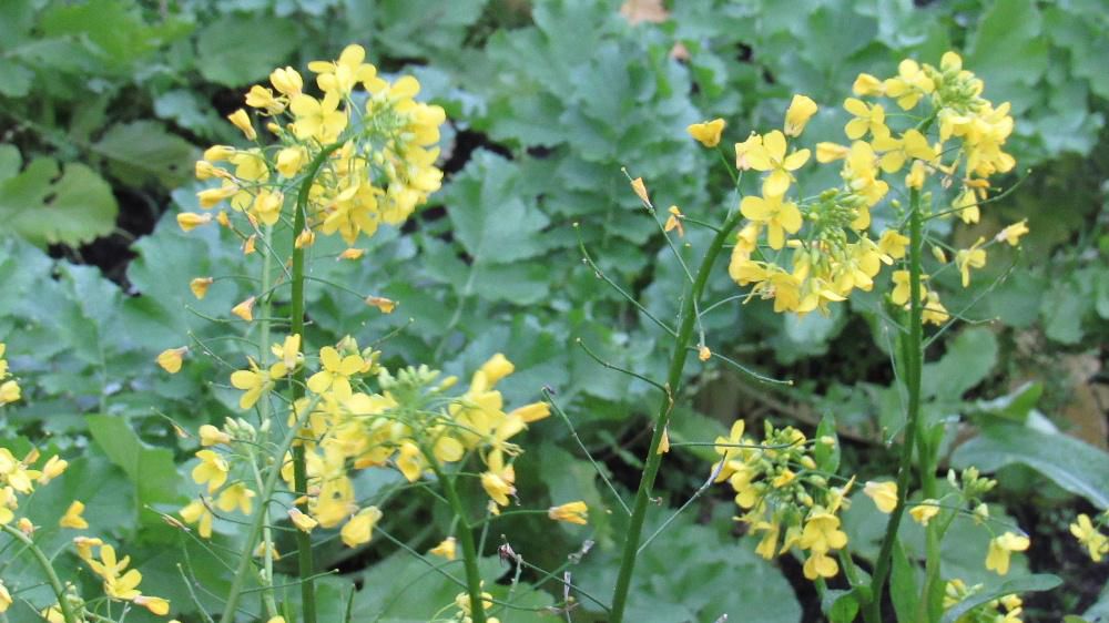 散歩でみつけた畑に咲く黄色い花が「菜の花?」に似ていて 今頃菜の花が咲くことはないだろうとネットで調べると大根や白菜などのアブラナ科の野菜ではないかとヒットしました 畑にきれいに畝にそって植えられてありましたので野菜の一種でしょうか 寒い日が続きますが春に咲く「菜の花?」のような黄色の花に思わずカメラを向けました