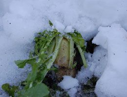 雪の中の大根