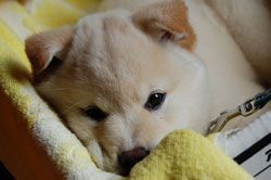 めんごくて...リン