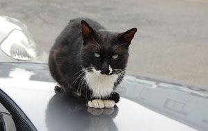 どっかの猫