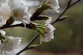 桜のつぼみって