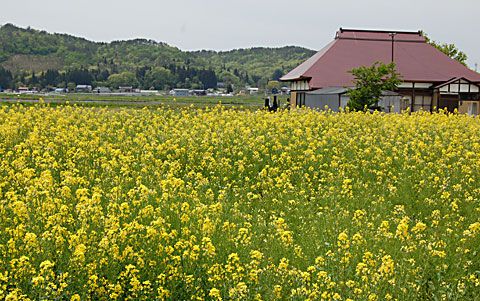 菜の花の香り