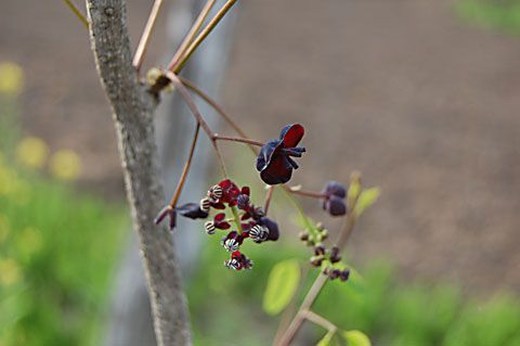 あけびの花