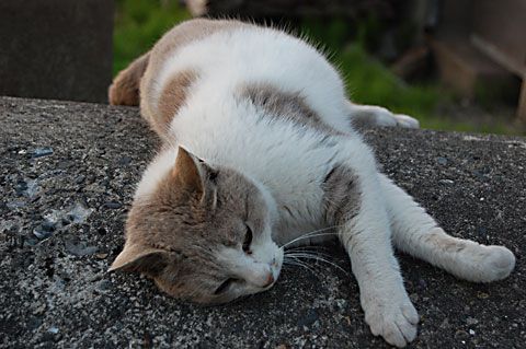 癒しのニャン