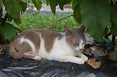 ニャン、畑で