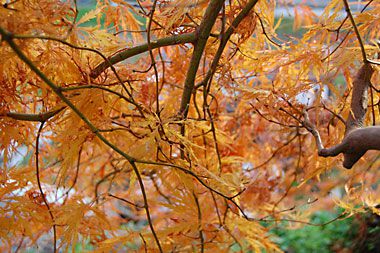 キラキラ、紅葉