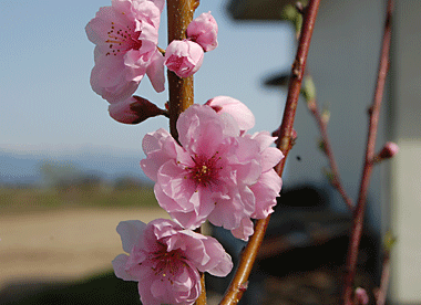 花もも