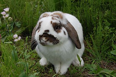 父と
