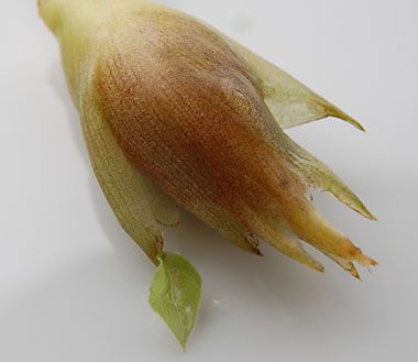 秋みようが