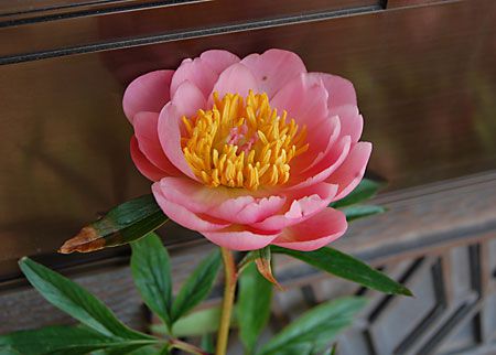 芍薬