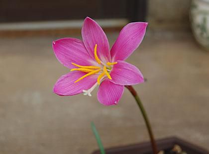 　花..ハブランサス