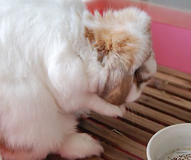 モグです