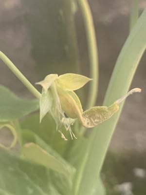 花は咲けど