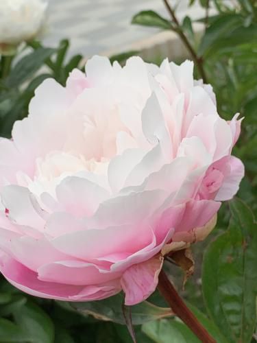 芍薬