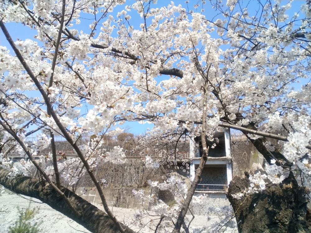 旧新興跡地を“失政”遺構へ…「ダークツーリズム」観光としての利活用を目指して～あるいは“伝家の宝刀”、住民投票の行使か！！？？