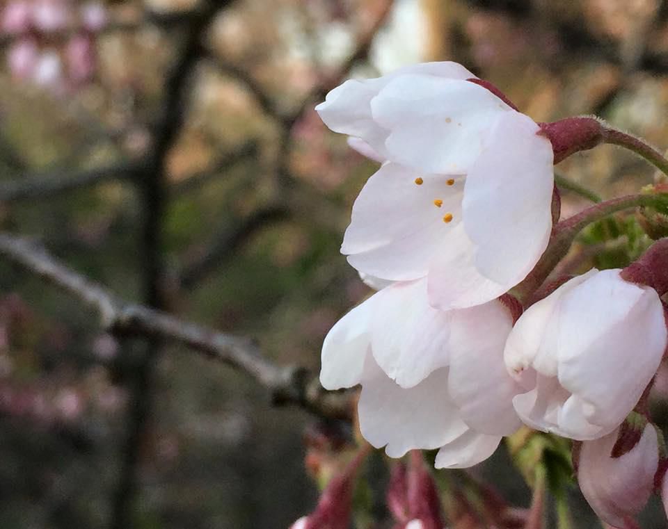桜の妖精