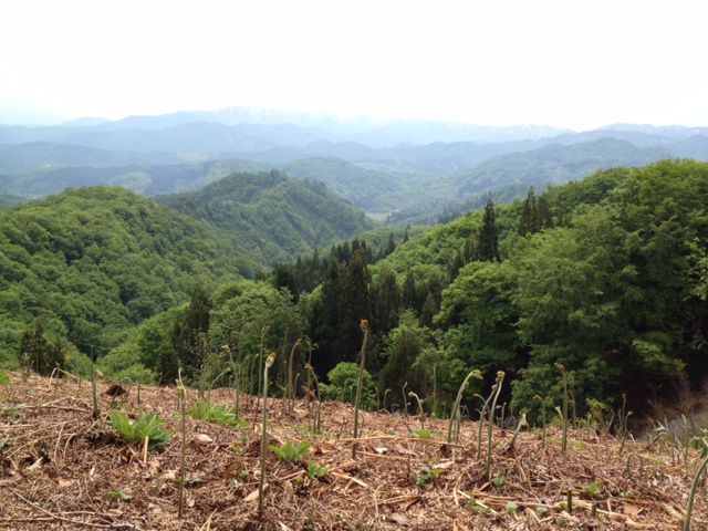 観光わらび園開園日のお知らせ