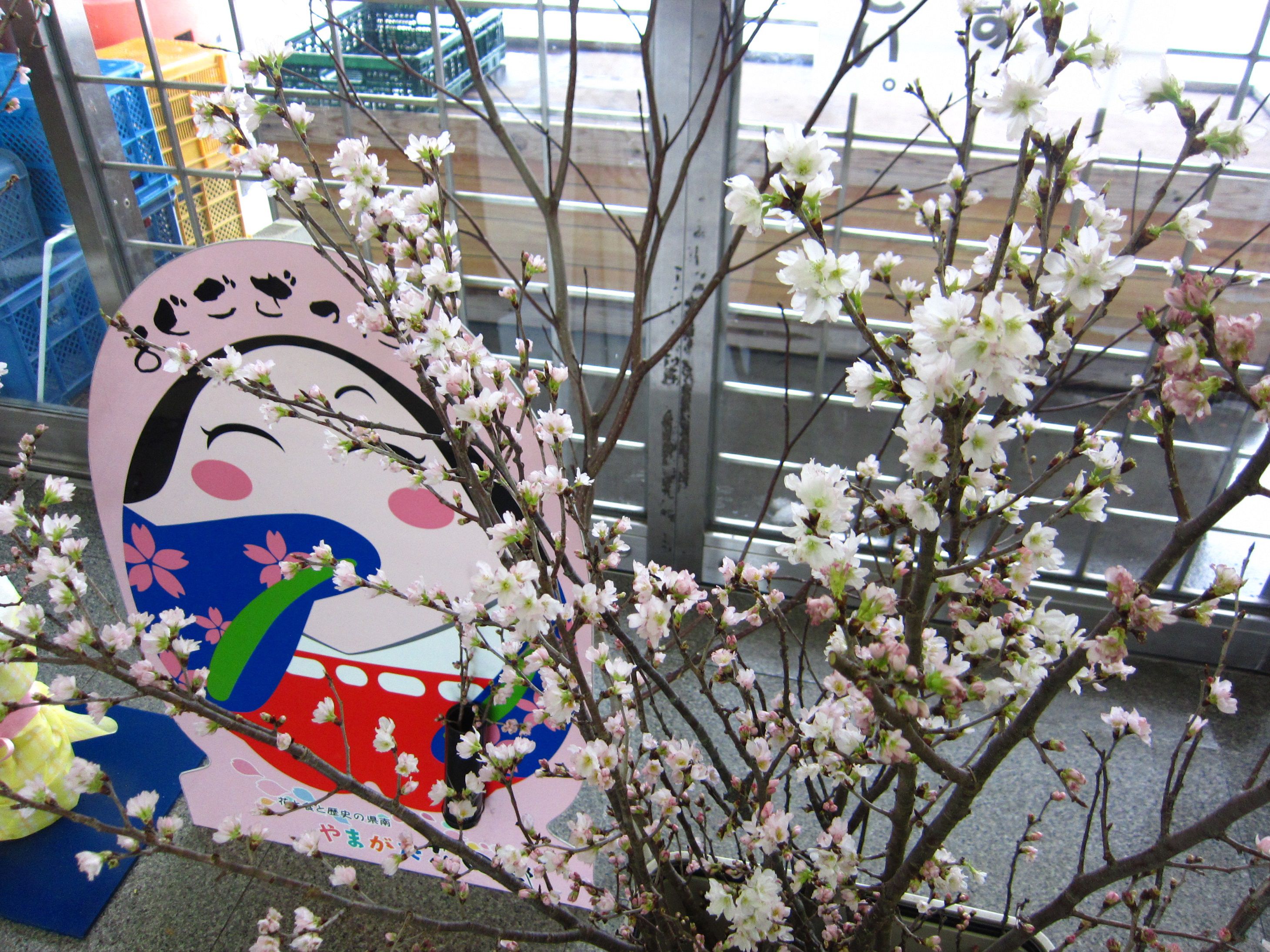 置賜産啓翁桜でおもてなしキャンペーン