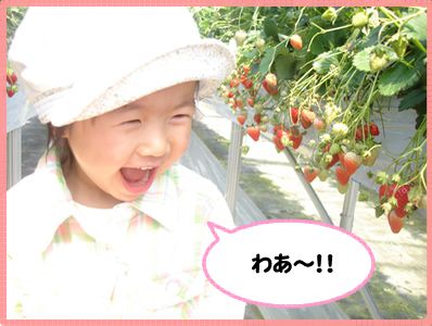 めざみの里観光いちご園のお知らせ　平成２７年