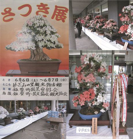 さつき展開催中