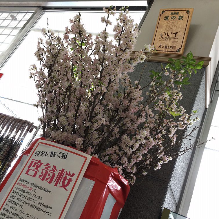 啓翁桜！