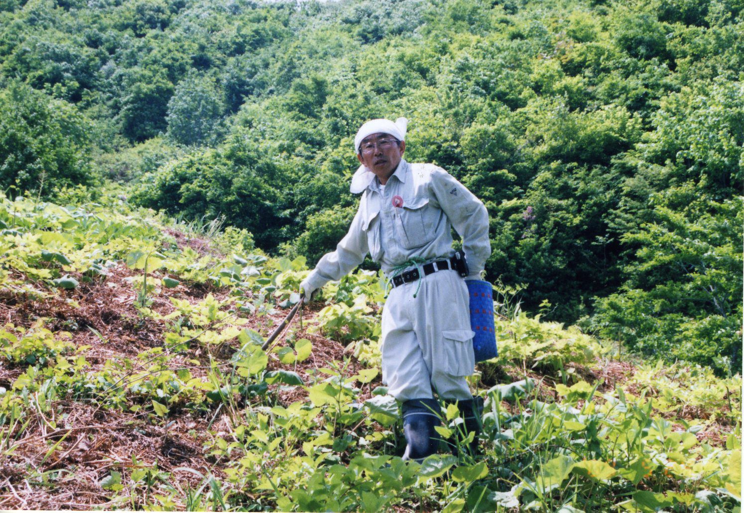 飯豊町中津川　わらび園