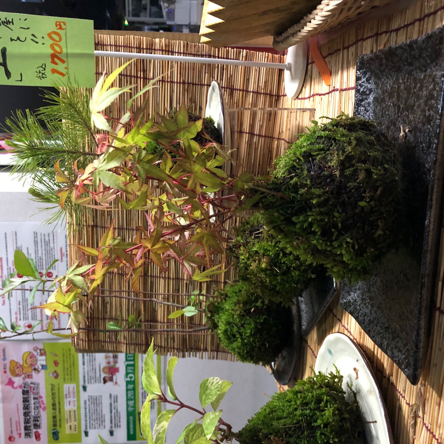 苔玉です！