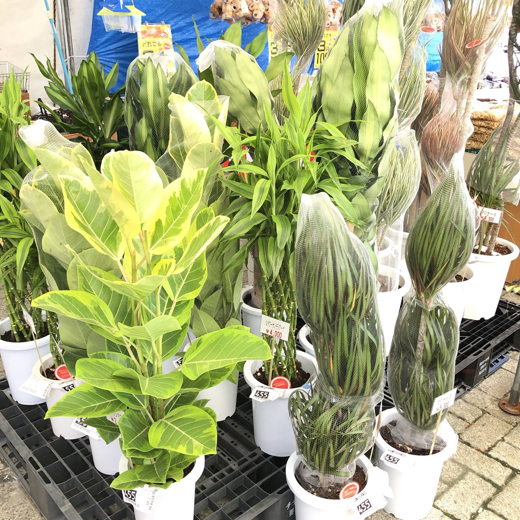 観葉植物　各種取り揃えております