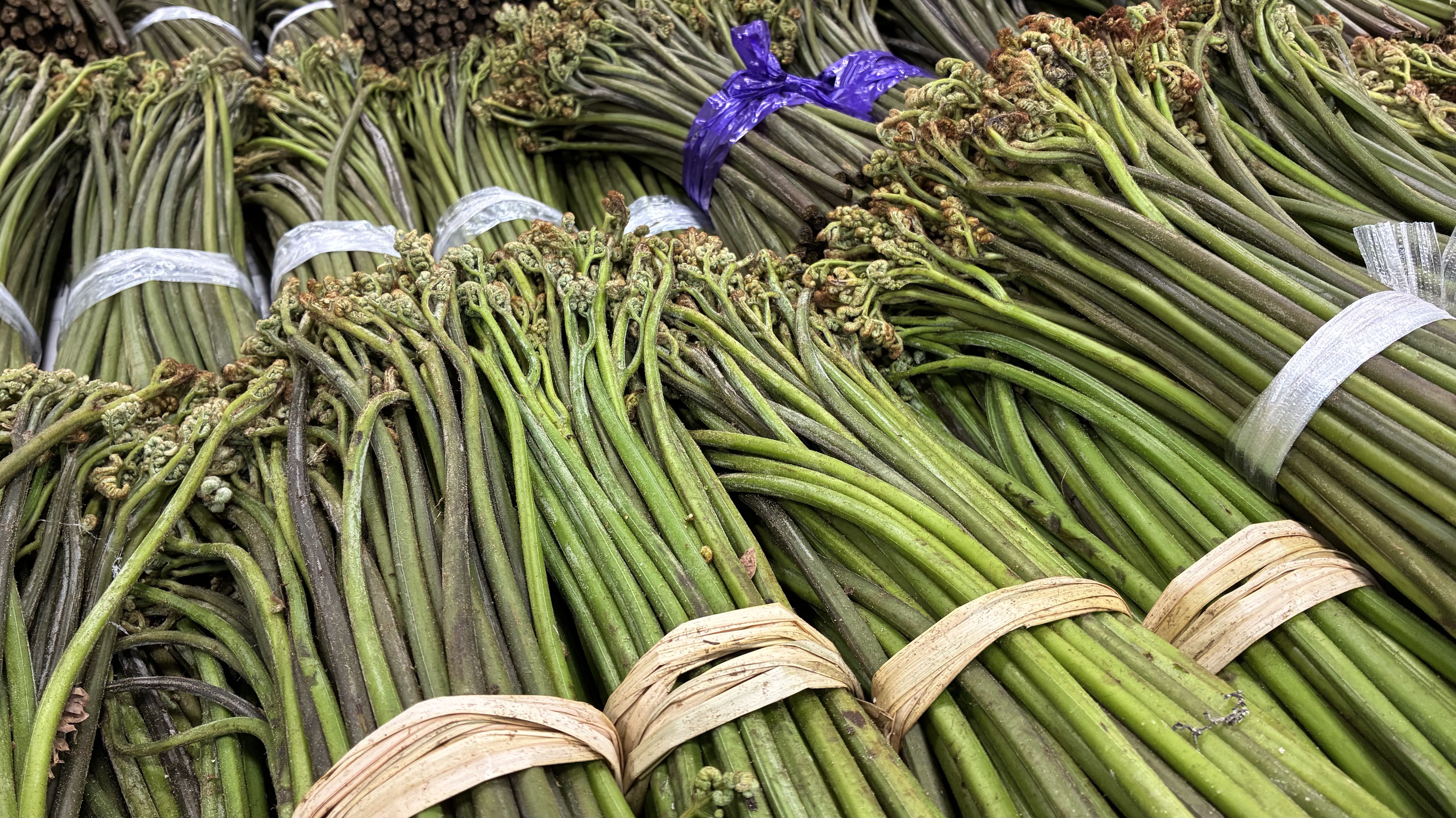 飯豊町の山菜！わらび！ウド！